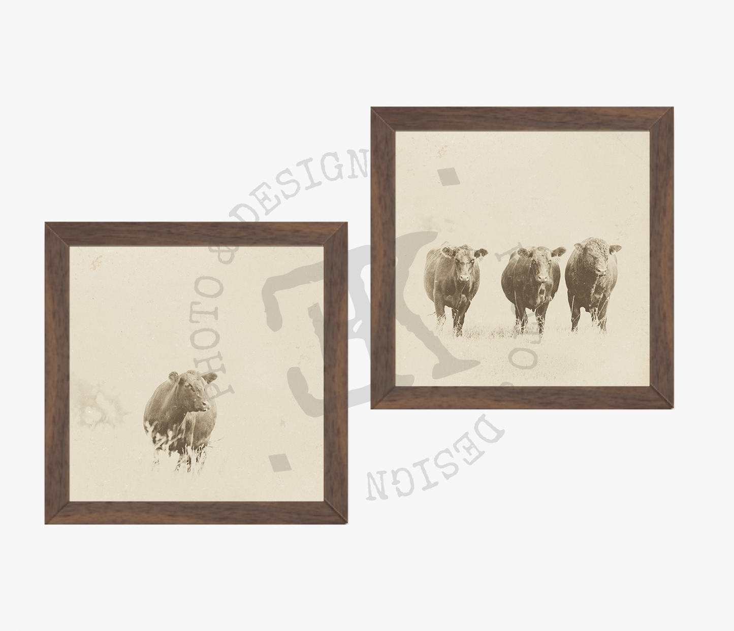 "My Old Friends" Vintage Cattle Collection
