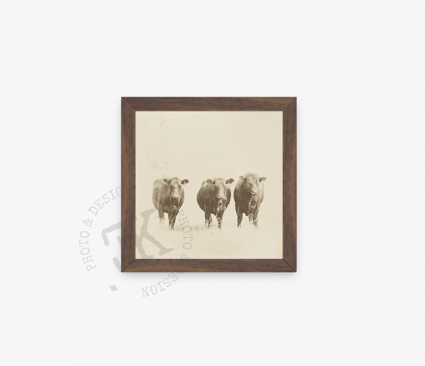"My Old Friends" Vintage Cattle Collection