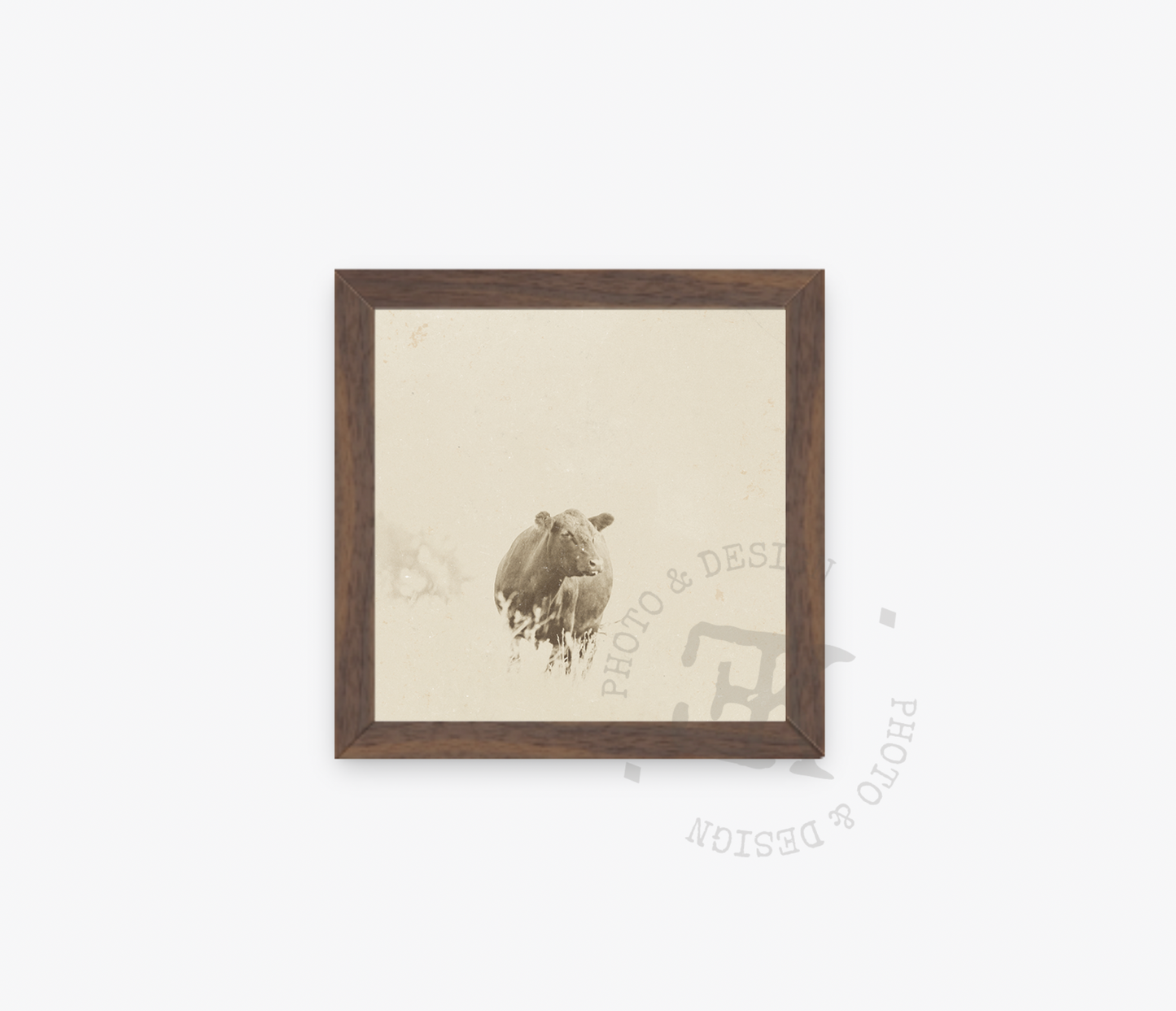 "My Old Friends" Vintage Cattle Collection